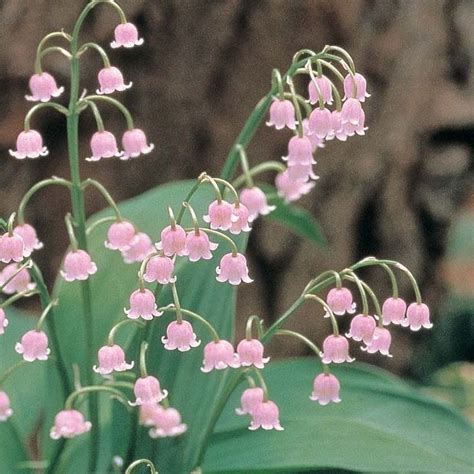 Lily of the Valley - Pink (3 flowering size pips) | Flower aesthetic ...