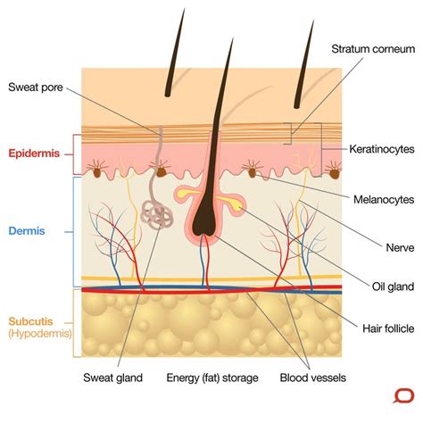 Skin | Definition, Structure And Functions Of Skin