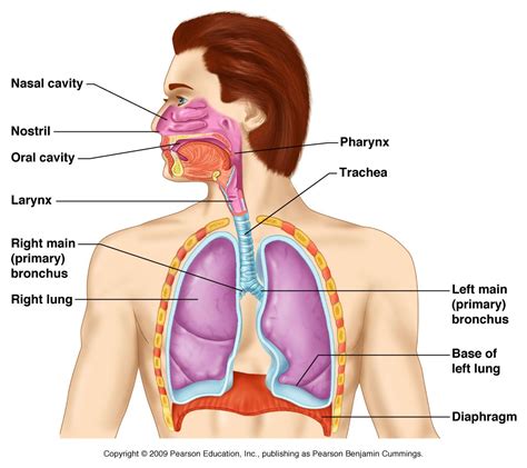 Respiratory A&P