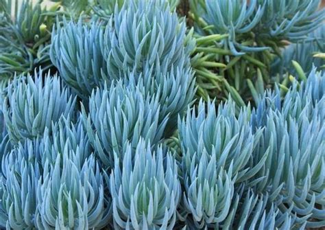 Succulents | Senecio | Senecio Serpens | Buy Plants Online