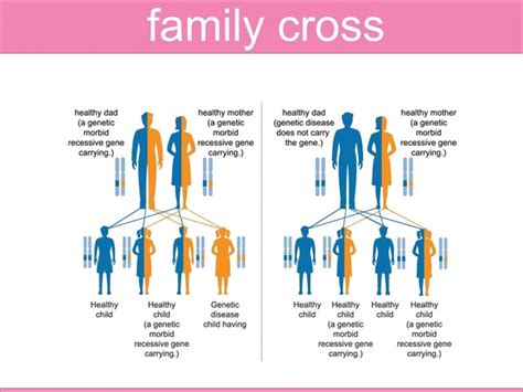 Dominant Vs Recessive Genetics Royalty-Free Images, Stock Photos ...