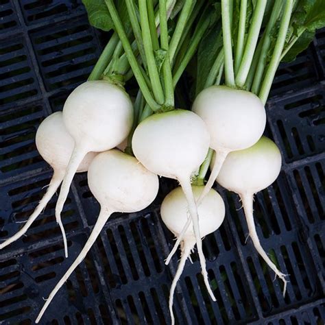 Radish - White - Haroldson Farms