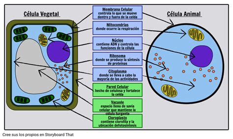 Células Vegetales y Animales Storyboard por es-examples