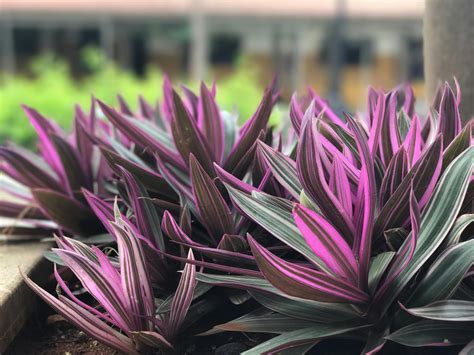 Purple-and-green Linear Leafed Plants · Free Stock Photo