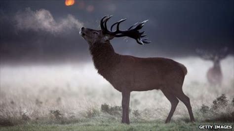 Effects of weather on red deer studied by UHI - BBC News