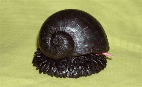 Scaly-foot Gastropod: The Snail With an Armor of Iron | Amusing Planet