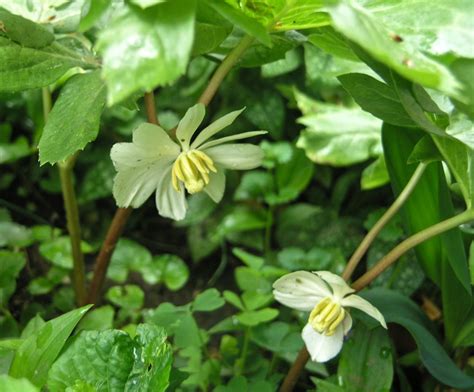 May-apple - Watching for WildflowersWatching for Wildflowers