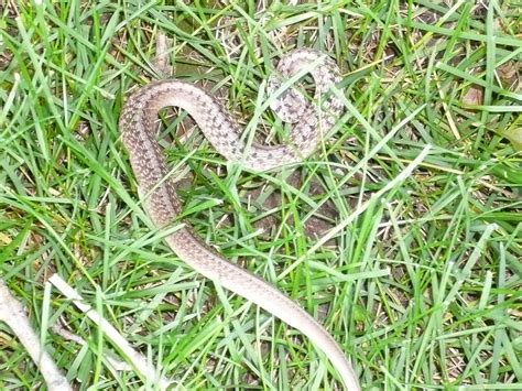 2008 - May 30 - Baby Eastern Garter Snake in our yard 3 | Flickr