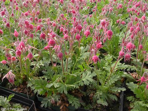 Prairie Smoke 40 Seeds Erythrocoma Triflora Seed Geum | Etsy