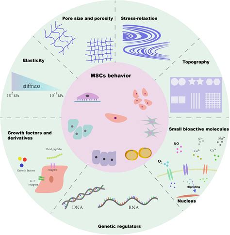 Frontiers | Biophysical and Biochemical Cues of Biomaterials Guide ...