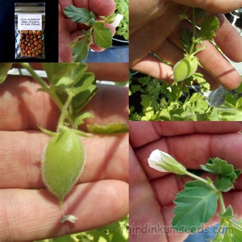 Cicer Arietinum Desi Chickpea Kala Chana Seeds | Fair Dinkum Seeds