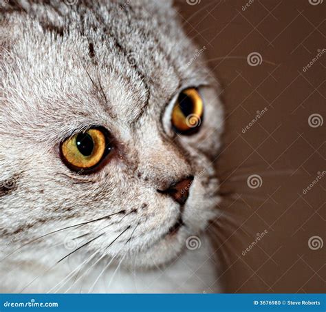 Confused Cat stock photo. Image of whiskers, friend, brithish - 3676980