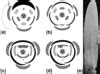 Floral diagram of typical actinomorphic trimerous monocot flower with...