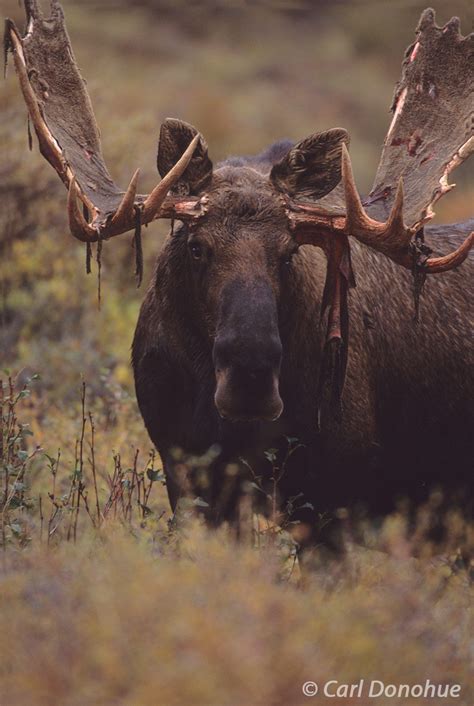 Bull Moose shedding velvet on antlers, Alaska | Denali National Park and Preserve | Carl Donohue ...