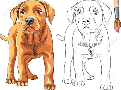 Coloring Book for Children of funny serious Puppy dog Labrador Retriever breed Stock Vector ...