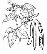 Free Peas Coloring Pages Printable PDF  Coloringfoldercom sketch template
