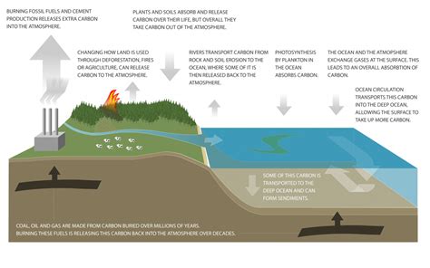 Carbon Cycle Diagram | NIWA