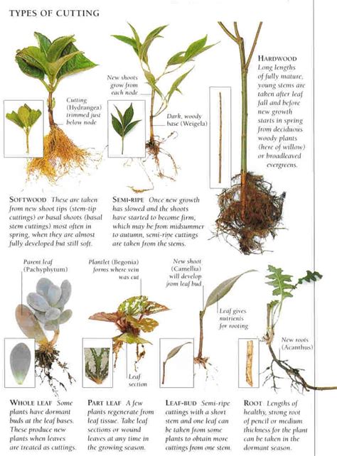 5 Example Of Stem Cutting Plants - Plant Corz