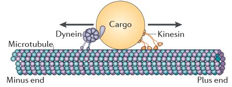 The Innovation | Medicine on Twitter: "Motor Proteins"