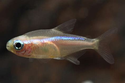 Gold Neon Tetra Florida - Large size - Bluegrassaquatics.com