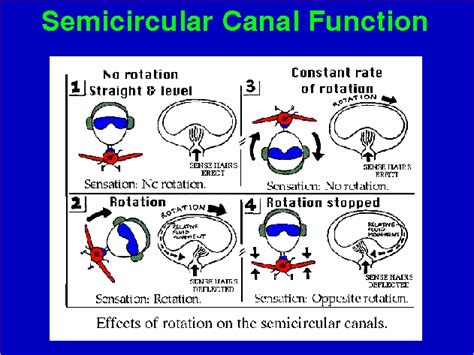 Semicircular Canal Function