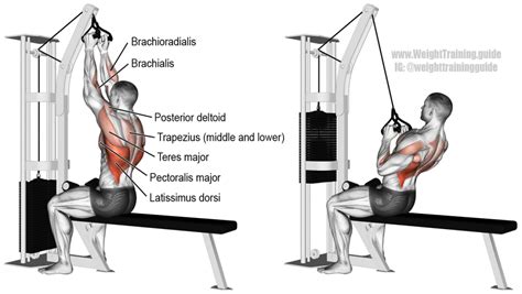 Close neutral grip lat pull-down guide and video | Weight Training Guide | Exercise, Workout ...