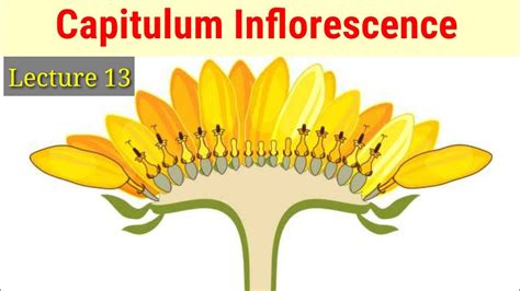 Capitulum Or Head Inflorescence (Lecture 13) In Hindi/Urdu. - YouTube