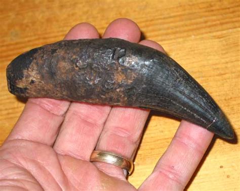 GIANT AMERICAN LION FOSSIL TOOTH FOR SALE / PANTHERA ATROX FOSSIL CANINE