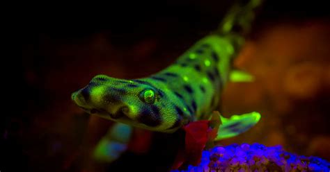 Swell shark biofluorescence | Wallpapers | Monterey Bay Aquarium