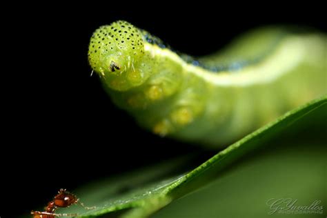 Caterpillar #2 | Mr. Caterpillar got angry and let out a hug… | Flickr