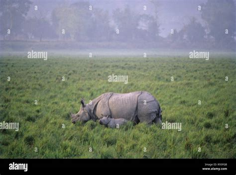 Rhinoceros One horned and calf (Rhinoceros unicornis), Kaziranga National park, assam, India ...