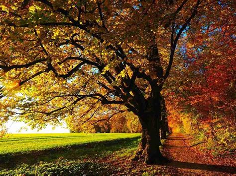 The Best Autumn Trees In Australia | Lawn.com.au