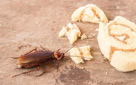 No-Sweat Cockroach Control Tips For Wilmington Homeowners