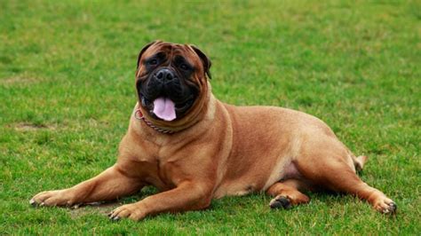 Bullmastiff Colors: A Handy Guide To Bullmastiff Coat Colors