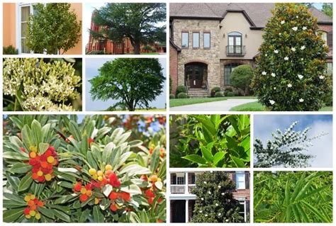 11 Evergreen Trees in Florida for Green Year Round