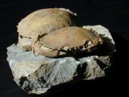 Crustacean Fossils for Sale