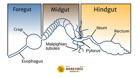 Honey Bee Anatomy: Characteristics, Graphics & Descriptions