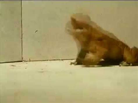 my favourite bit from a documentary about cane toads - YouTube