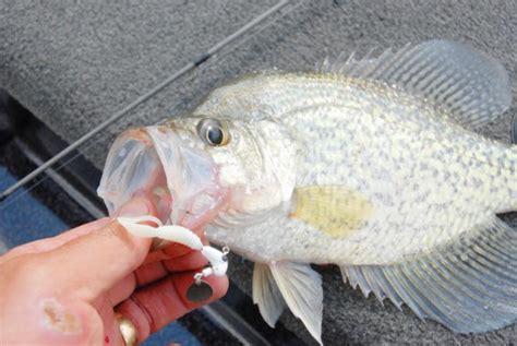 New Crappie Limits On Lake Fork