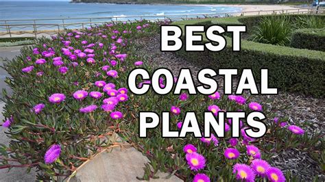 Top 10 Coastal Plants for Salt-Laden Windy Situations - Ozbreed - YouTube
