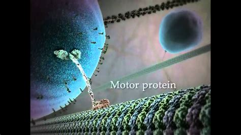 Kinesin protein walking on microtubule - YouTube