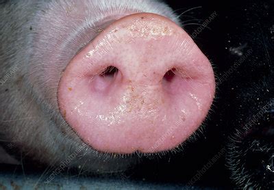 Pig snout - Stock Image - E764/0199 - Science Photo Library