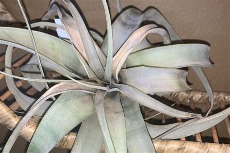 5 Tips To Grow Tillandsia Xerographica - Garden For Indoor