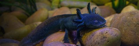 axolotl | San Diego Zoo Wildlife Explorers