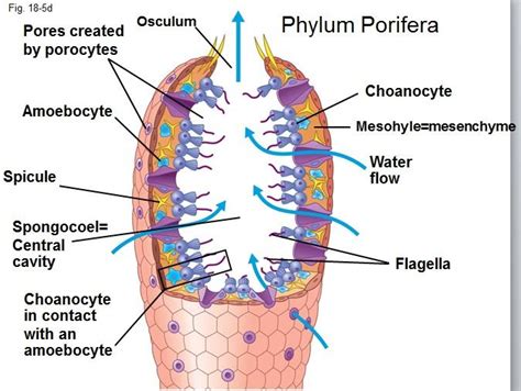 We Leading You: Phylum porifera