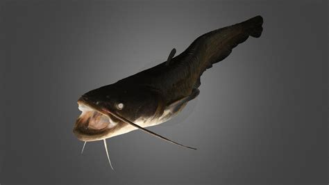 ナマズ 🐟 Amur Catfish, Silurus asotus - Download Free 3D model by ffish ...