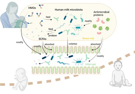 Potential interactions between human milk oligosaccharides (HMOs),... | Download Scientific Diagram