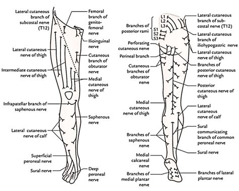 Cutaneous Innervation of The Lower Limb – Earth's Lab