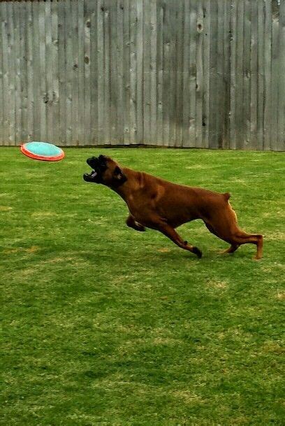 Frisbee fun | Boxer dogs, Best dog breeds, Dog breeds