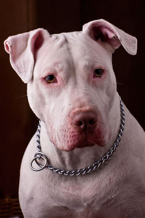 American Pitbull Terrier - Wikipedia, la enciclopedia libre
